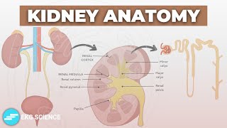 Anatomy Of The Kidney amp Urinary System  Renal Physiology [upl. by Anileh]