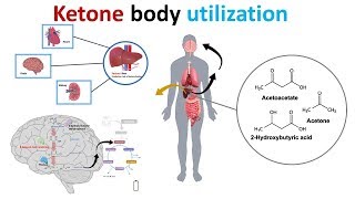 ketone body utilization and ketolysis [upl. by Ecyarg]