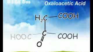 أحمد الجويلى Krebs Cycle الجزء الرابع و الآخير [upl. by Kathlene]