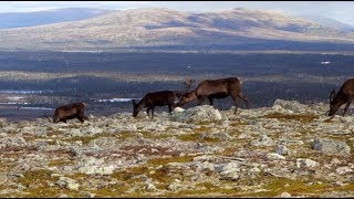 Friluftsliv  Femundsmarka  Høsttur subtitle [upl. by Tica]