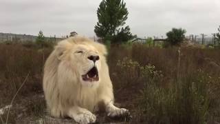 White lion roar in South Africa [upl. by Shreve747]