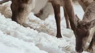 Northern Mountain Caribou of British Columbia [upl. by Delp]