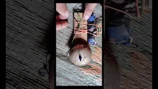 Electric bell electricmagnet bell shorts video project [upl. by Beaufert641]