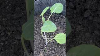 My FIRST Fall Garden Burgundy Broccoli and Cauliflower Fioretto fallgarden garden nature nature [upl. by Tillfourd]