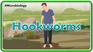 Hookworms Microbiology Animation  USMLE Step 1 [upl. by Etteniotna]