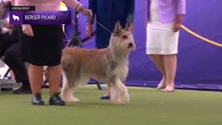 Berger Picards  Breed Judging 2024 [upl. by Eilarol450]