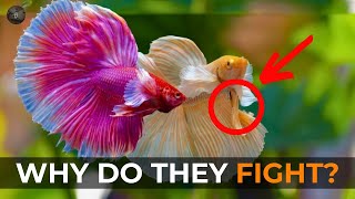 Siamese Fighting Fish Betta Splendid Facts You Never Knew [upl. by Yrtua]