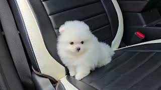 Adorable white pomeranian puppy [upl. by Nomyt]