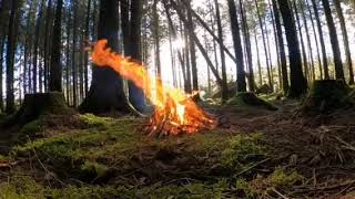 Forest Campfire Sounds for Meditation and Relaxation 🔥 [upl. by Raines30]