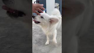 Subscribe for more videos like this pavilion puppies doglover [upl. by Cuthbertson]