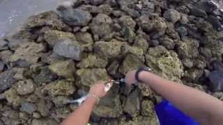 Crazy Ladyfish  Fishing in Trinidad amp Tobago Caribbean [upl. by Alael]