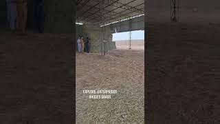 Premium Quality Rhodes Grass loading process [upl. by Asselim767]