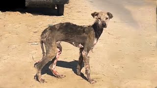 A a terrified thin dog with Very little Fur was very challenging to rescue [upl. by Anayad42]