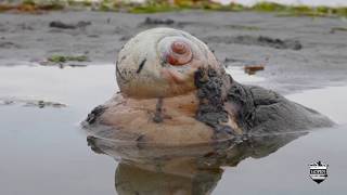 Moon Snail in Puget Sound Seattle and Egg Pod Unusual Sea Creature on Alki Beach Predatory Gastropod [upl. by Hebel3]