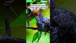 Aggressive behavior of cuckoo chicks towards their host parentsshorts birds cuckoo burung [upl. by Utir]