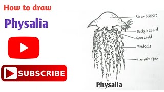 How to draw Physalia  Physalia Diagram  Phylum Coelenterata  coelenterata physalia diagram [upl. by Nivra]