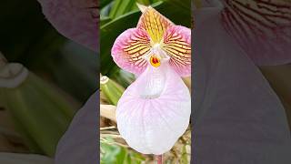 Paphiopedilum micranthum [upl. by Briana]