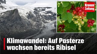 Klimawandel Auf Pasterze wachsen bereits Ribisel  kronetv NEWS [upl. by Nylhsoj]