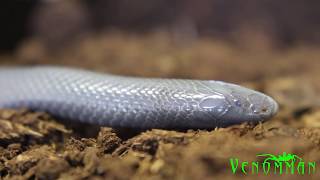 Deadly snake melts bone without biting you [upl. by Gridley]