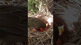 Common babbler bird babies P 30 [upl. by Neelahs]