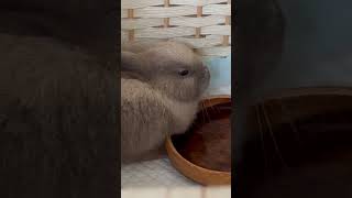 A round and cute rabbit from my friends houseso cuteFriends Rabbit [upl. by Elise]