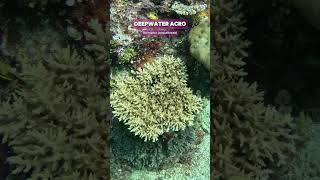 Rarely Seen Deepwater Acropora coral in the wild shorts ocean nature aquarium coral [upl. by Sal]