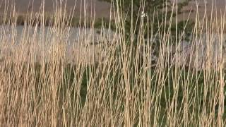 MARSHSIDE FISHERY NEAR CHISLET KENT ANGLERS MAIL TACTICAL BRIEFINGS [upl. by Nnylyt461]