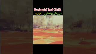 Kashmiri red chilli mirch drying 1955 shorts shortsfeed shortsvideo kashmir kashmiri redchilli [upl. by Kries602]