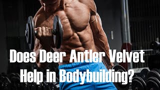 Does Deer Antler Velvet Help in Bodybuilding HGH and IGF1 [upl. by Engleman399]