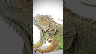 gecko leopardo o iguana football edit [upl. by Emmit]