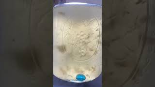 Lion’s Mane Liquid Culture medicinal mushroom mycelium cultivation mycology [upl. by Neltiac685]