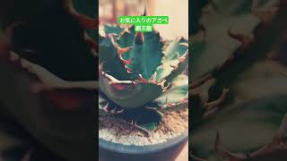 【cactus】お気に入りのアガベ、覇王竜 ＃アガベ agave 覇王竜 チタノタ hiphop 多肉植物 plants cactus [upl. by Tybie]