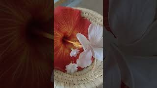 harvesting flowers from balcony Garden variety Hibiscus harvesting [upl. by Enirak857]