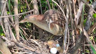 Review Bittern Bird Nest ♥♥♥ [upl. by Rhtaeh938]