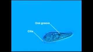 Paramecium Cilia [upl. by Hotchkiss]