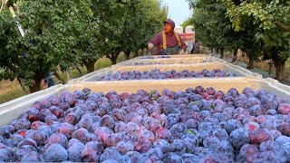 Picking Billions Of Plums In California  Prunes Production Process [upl. by Nnaacissej]