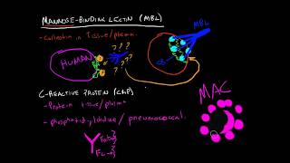 Immunology  MannoseBinding Lectin amp CReactive Protein [upl. by Evanthe]