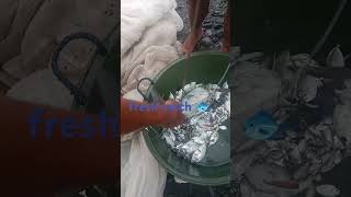 fresh catch in Tibiao Antique seafood fish freshcatch amazingcatch [upl. by Fricke220]