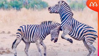 O ACASALAMENTO DAS ZEBRAS [upl. by Rubie]