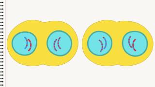 Biologie Die Zellteilung [upl. by Lenej595]