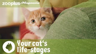 Your cat’s lifestages from kitten to adult to senior cat  zooplus Magazine [upl. by Ecinad]