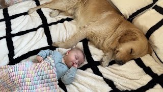 Golden Retriever Pup Protects Adorable Newborn Baby Cutest Ever [upl. by Anirtac]