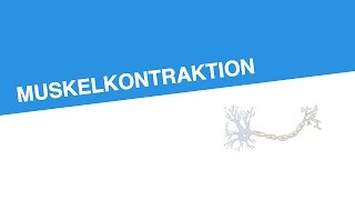 MUSKELKONTRAKTION  Biologie  Neurobiologie und Verhalten [upl. by Sydney]