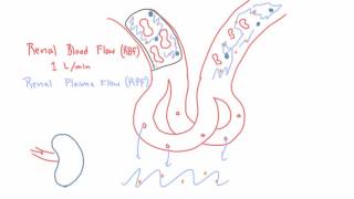 Renal Blood Flow RBF and Renal Plasma Flow RPF [upl. by Anid]