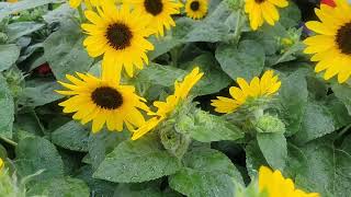 Home Depot Garden Club Sunflower and Tickseed [upl. by Joete]