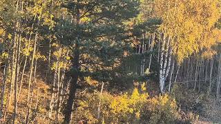 Fall in the Forest  Sweden  Tullinge  Stockholm  Nature Relaxation HD 1080P  NiVanta Films [upl. by Sallyanne451]