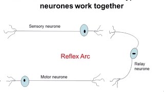 Nervous System Part 2  Reflex Arc ALevel Biology [upl. by Ailehpo663]