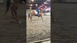 The progress in just one year of riding is insane horse trending equestrian pony [upl. by Rotow]