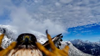 Attack of the Red Tailed Hawk  Mission Hill  Powell River Backcountry [upl. by Niwre]