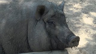 CRI de COCHON 🐖 COCHON qui CRIE  ferme pédagogique de Vendargues [upl. by Imailiv532]